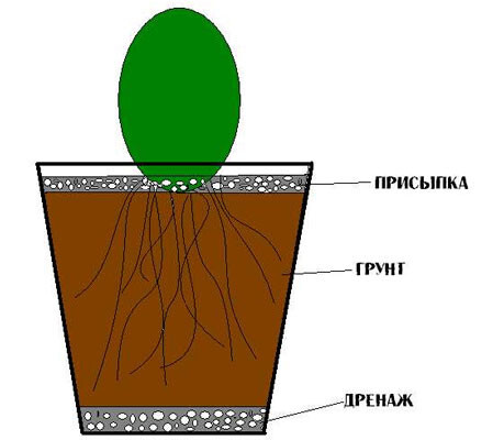 Принципиальная схема посадки кактуса в горшок