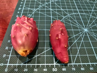 Плоды морозостойких кактусов открытого грунта