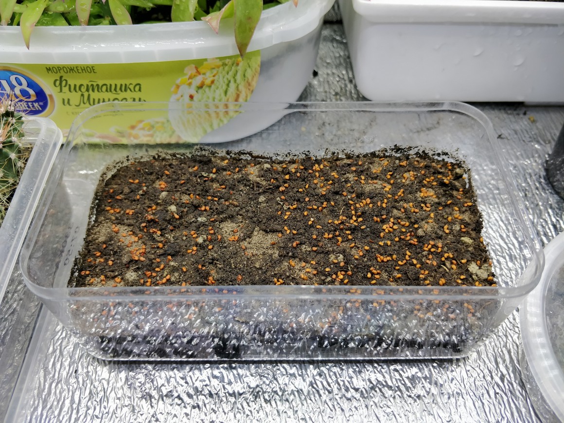 Посев семян зимостойкого кактуса Escobaria Vivipara в плошку.